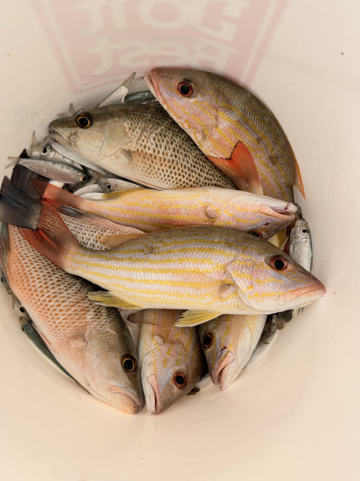 Fresh snapper, ready for the villa kitchen