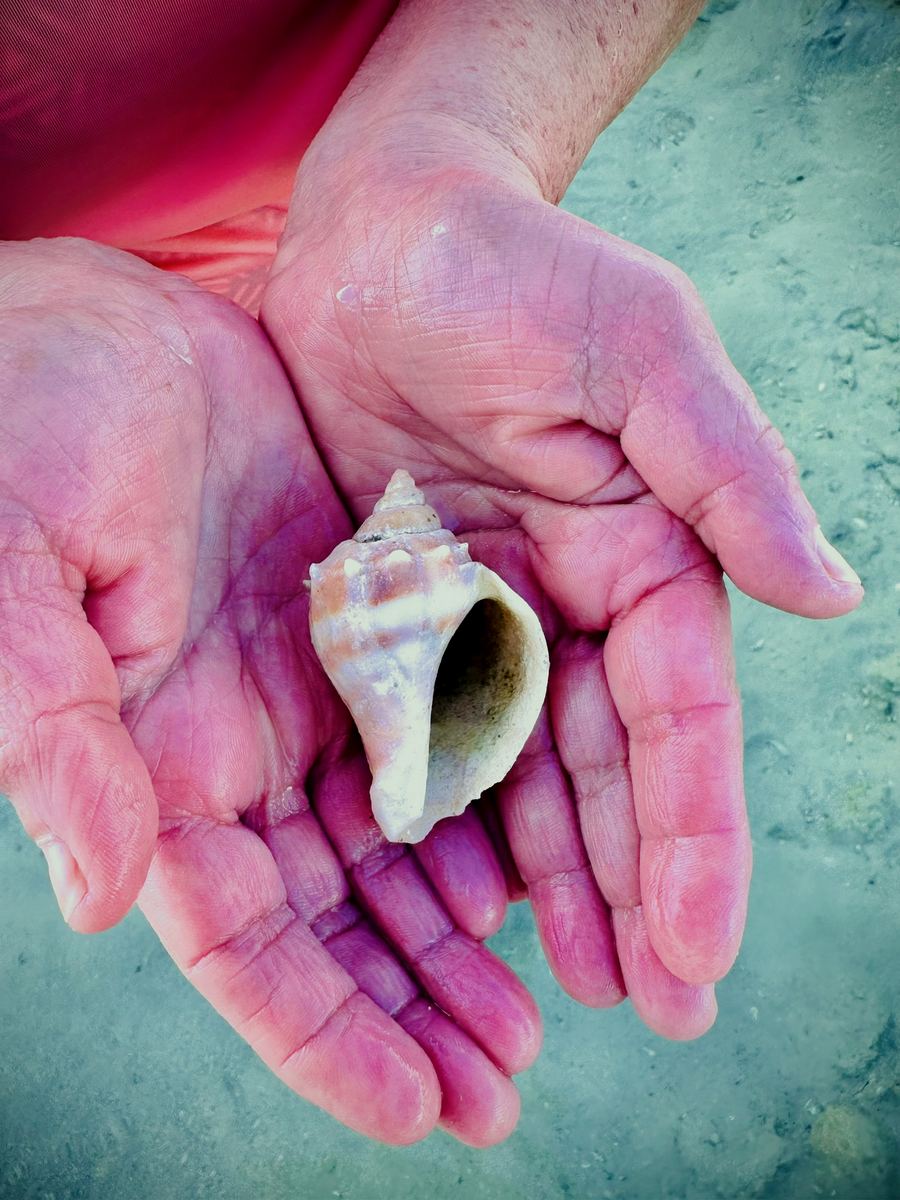 A conch shell found beachcombing on Secret Beach