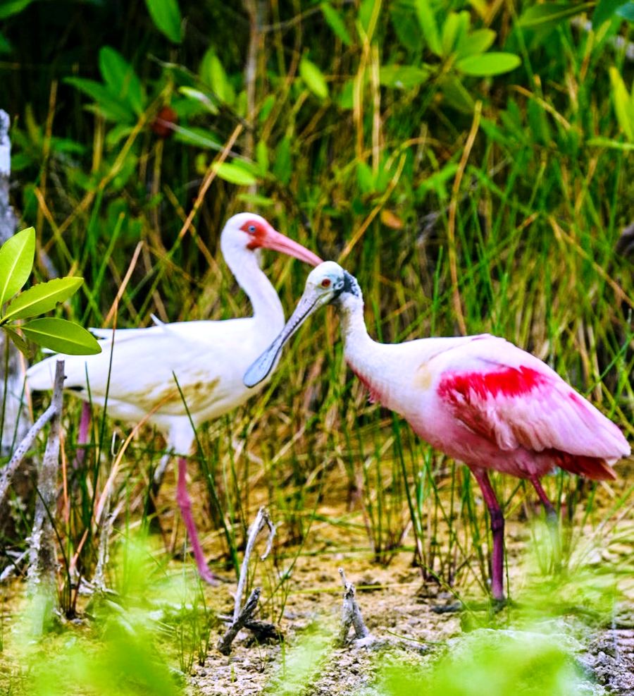 Roseate spoonbills wading in the lagoon next door