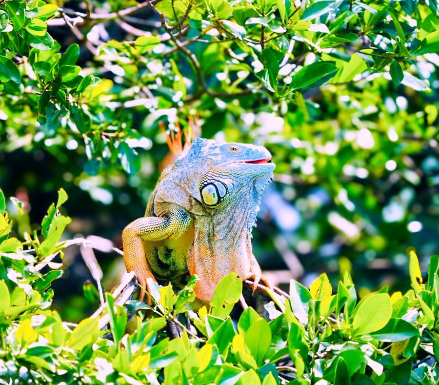 A resident iguana in the mangroves beside the villa