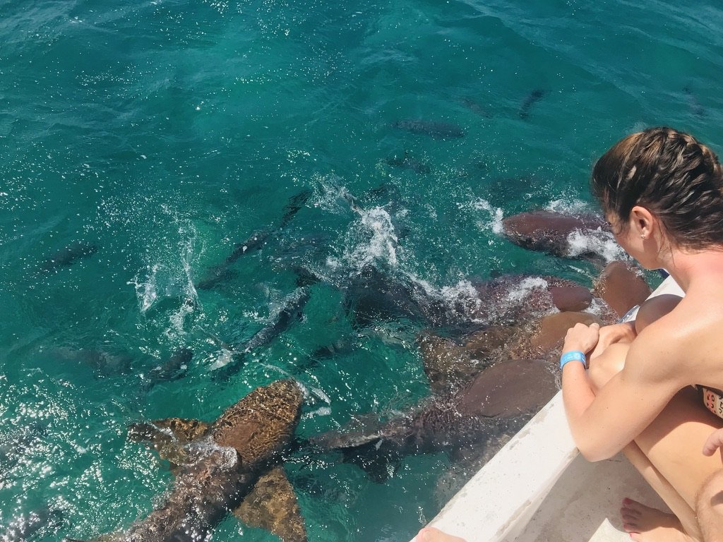 A guest leaning over the side of the boat as nurse sharks gather in turquoise water at Shark Ray Alley, Ambergris Caye